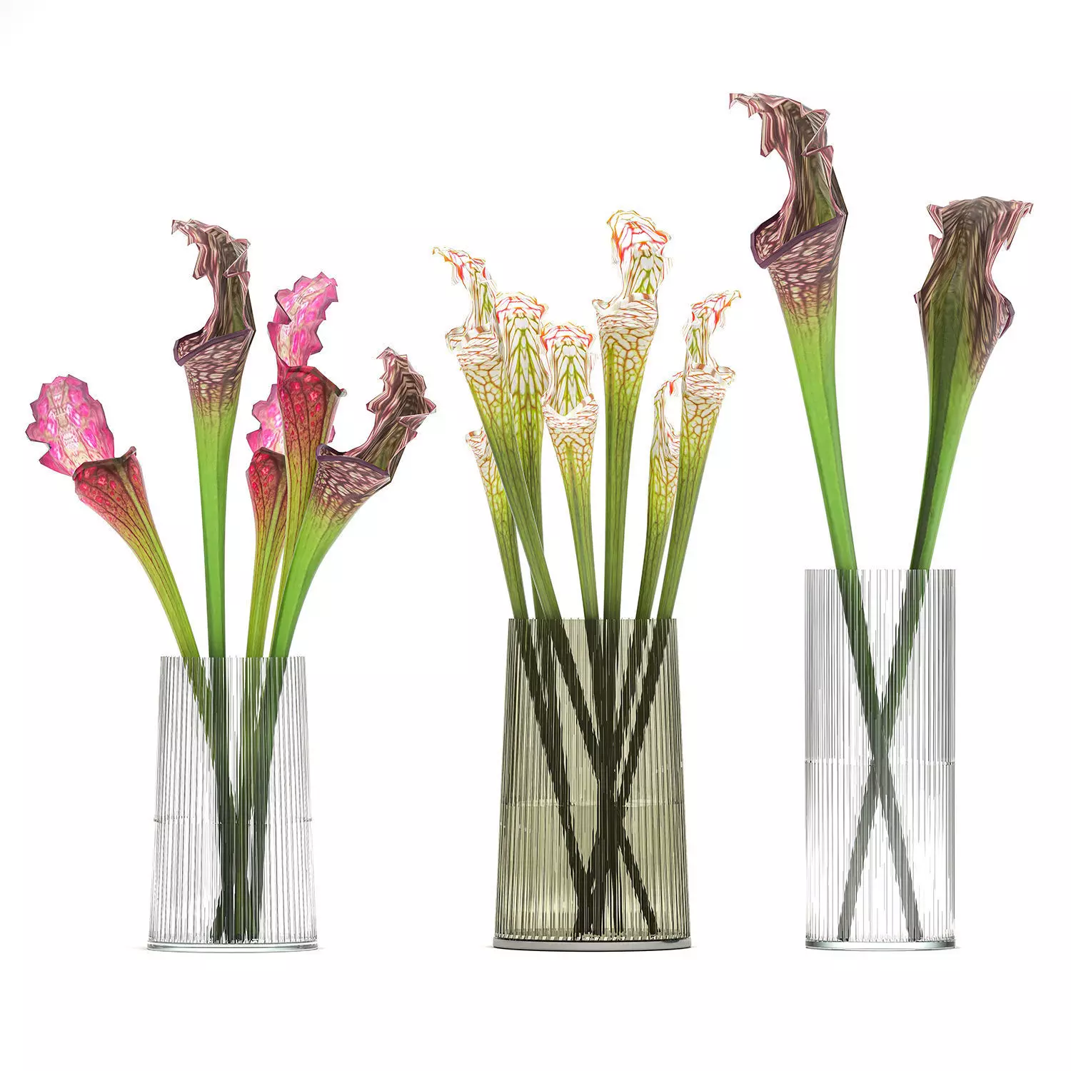 Bouquet of Sarracenia flowers in a vase 180 3D model_0
