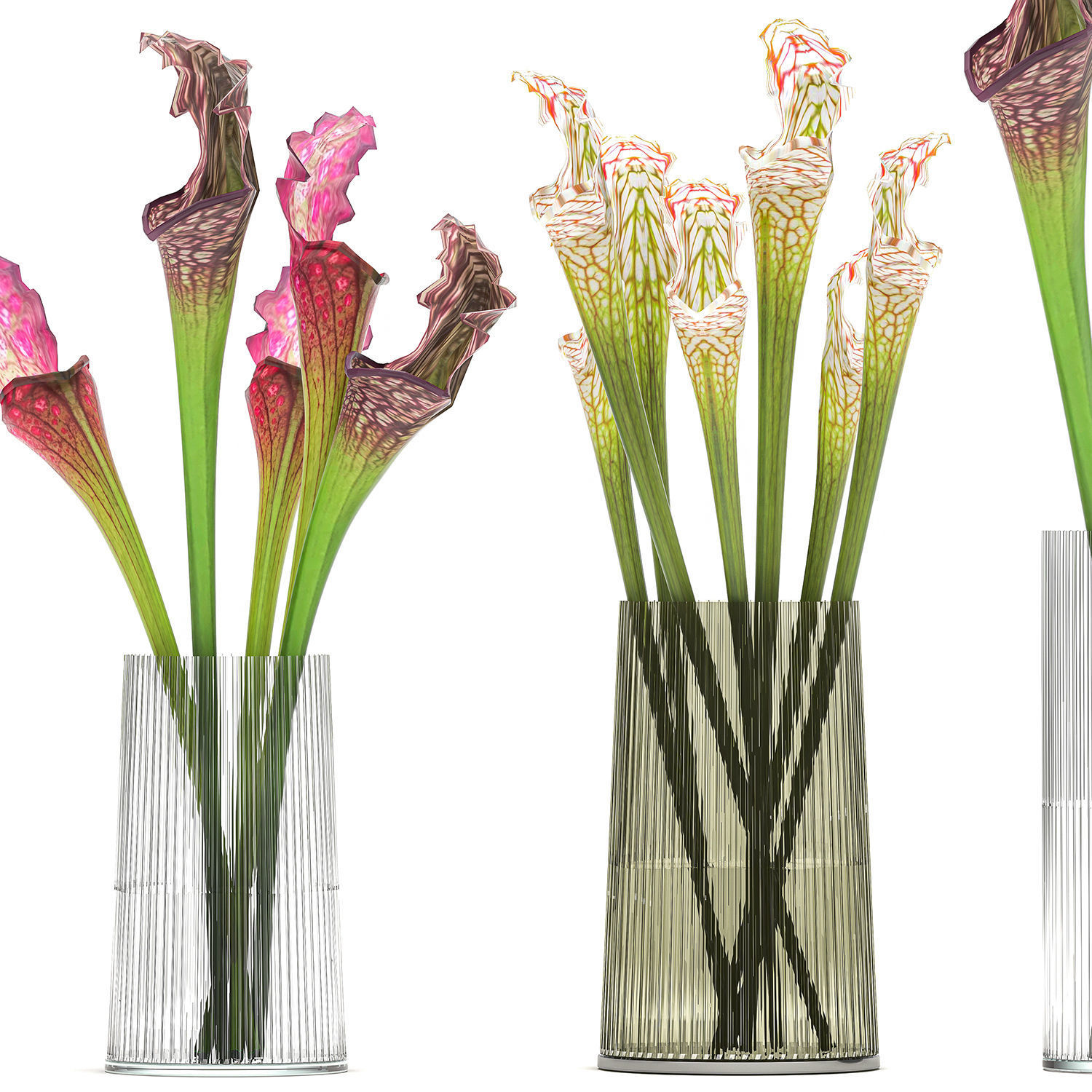 Bouquet of Sarracenia flowers in a vase 180 3D model_2