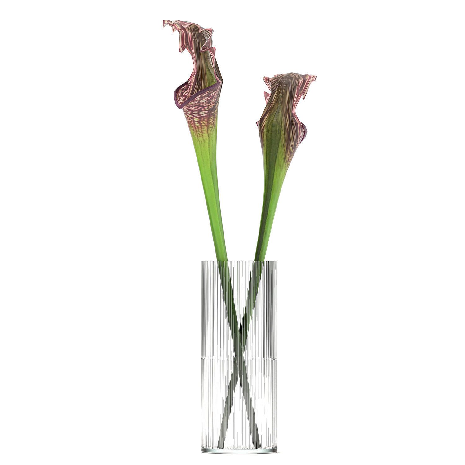 Bouquet of Sarracenia flowers in a vase 180 3D model_4