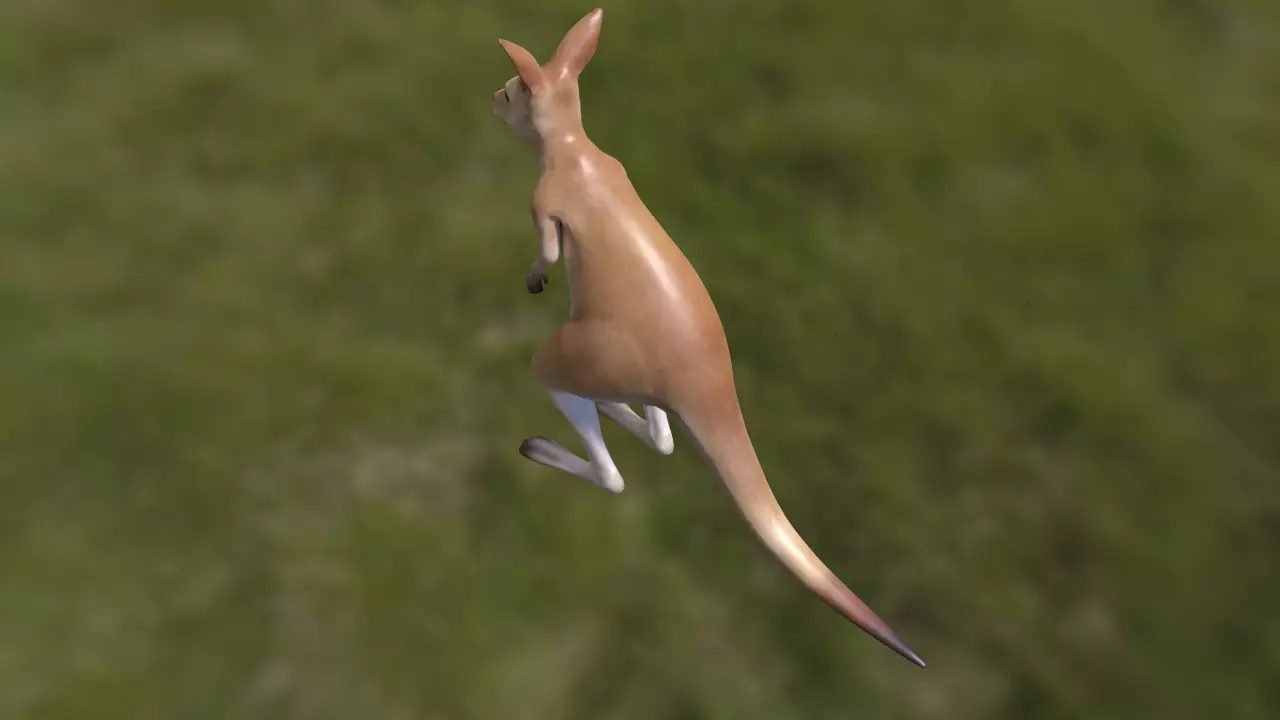 Kangaroo with 3 animations Low-poly 3D model_0