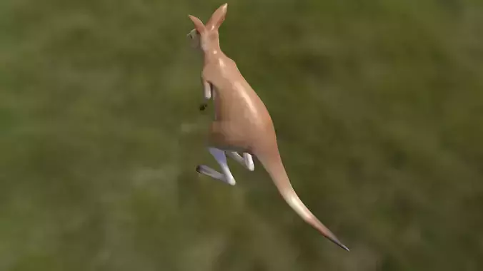 Kangaroo with 3 animations