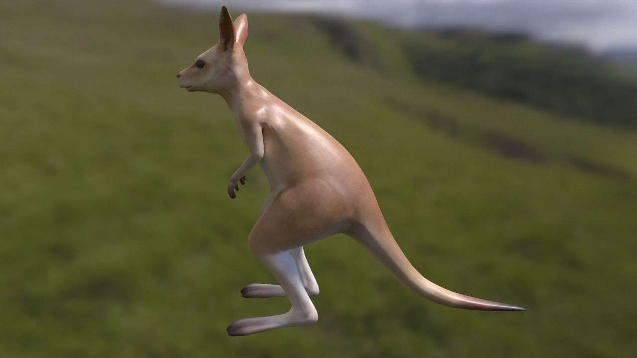 Kangaroo with 3 animations Low-poly 3D model_3
