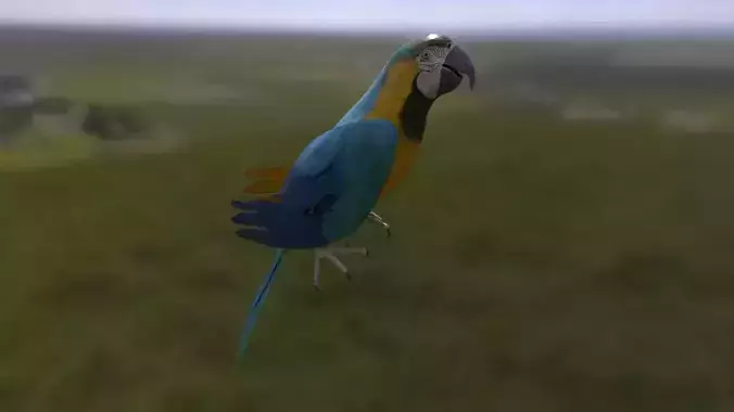 Parrot 3 with animations Low-poly 3D model