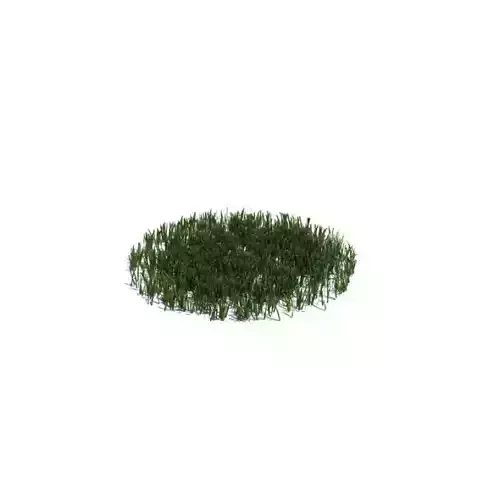 Green Grass Patch 3D model