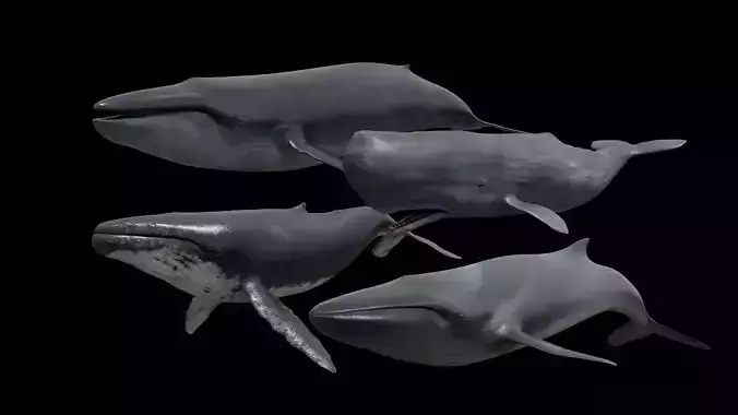 Whales 3D Model Collection