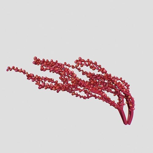 Red Grape Caulerpa V3 3D model