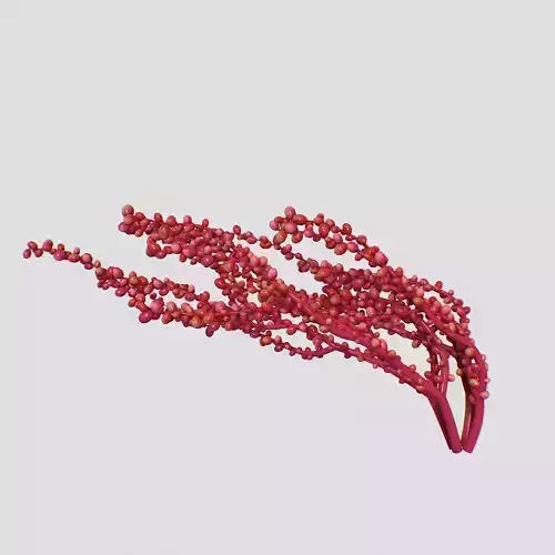 Red Grape Caulerpa V3 3D model