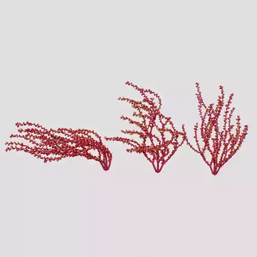 Red Grape Caulerpa SET 3D model