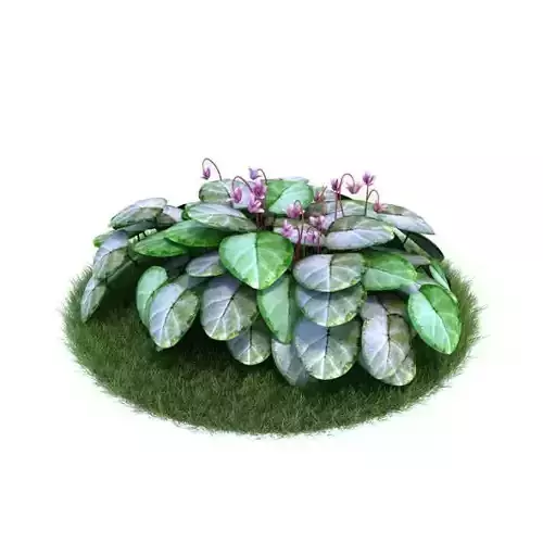 Leafed Lowering Plant