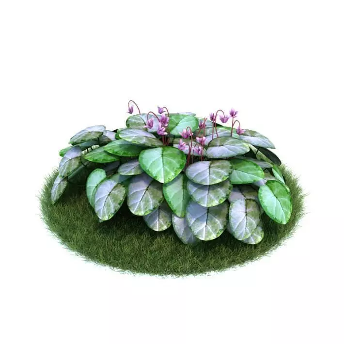 Leafed Lowering Plant 3D model_0