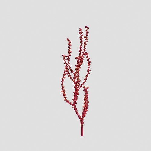 Red Grape Caulerpa single V1 3D model