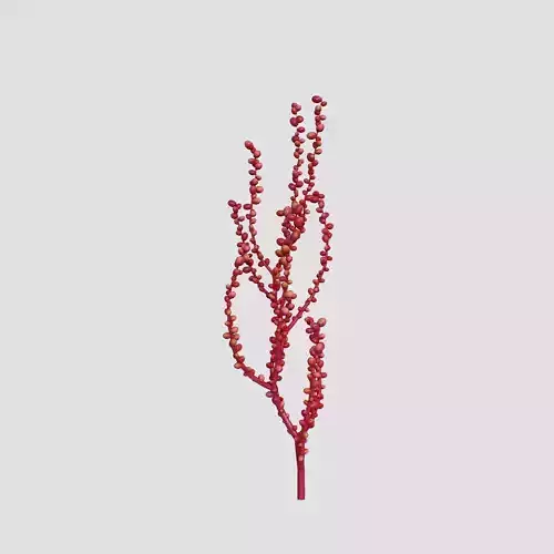 Red Grape Caulerpa single V1 3D model