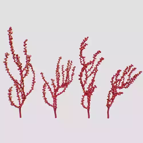 Red Grape Caulerpa single SET