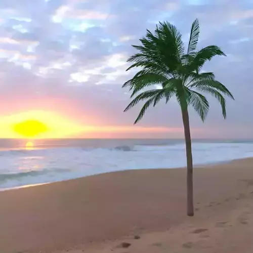 Palm tree 3D model