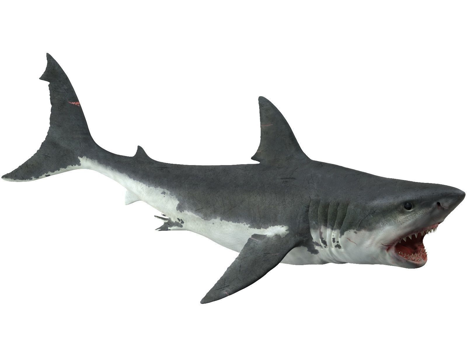  Great white shark 3D model_7