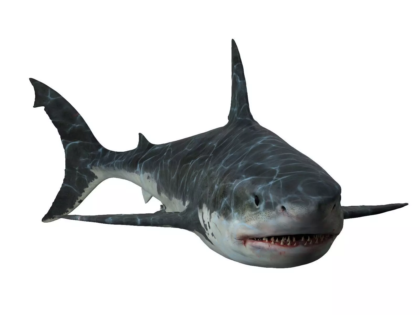  Great white shark 3D model_0