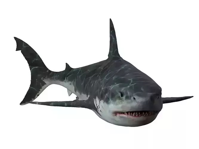  Great white shark 3D model