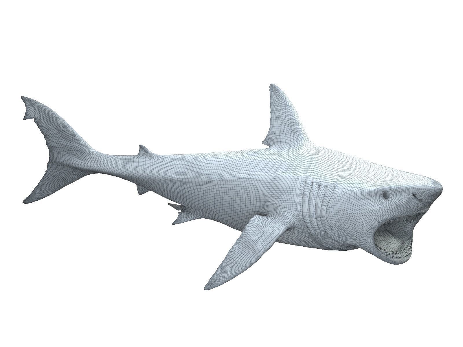  Great white shark 3D model_8