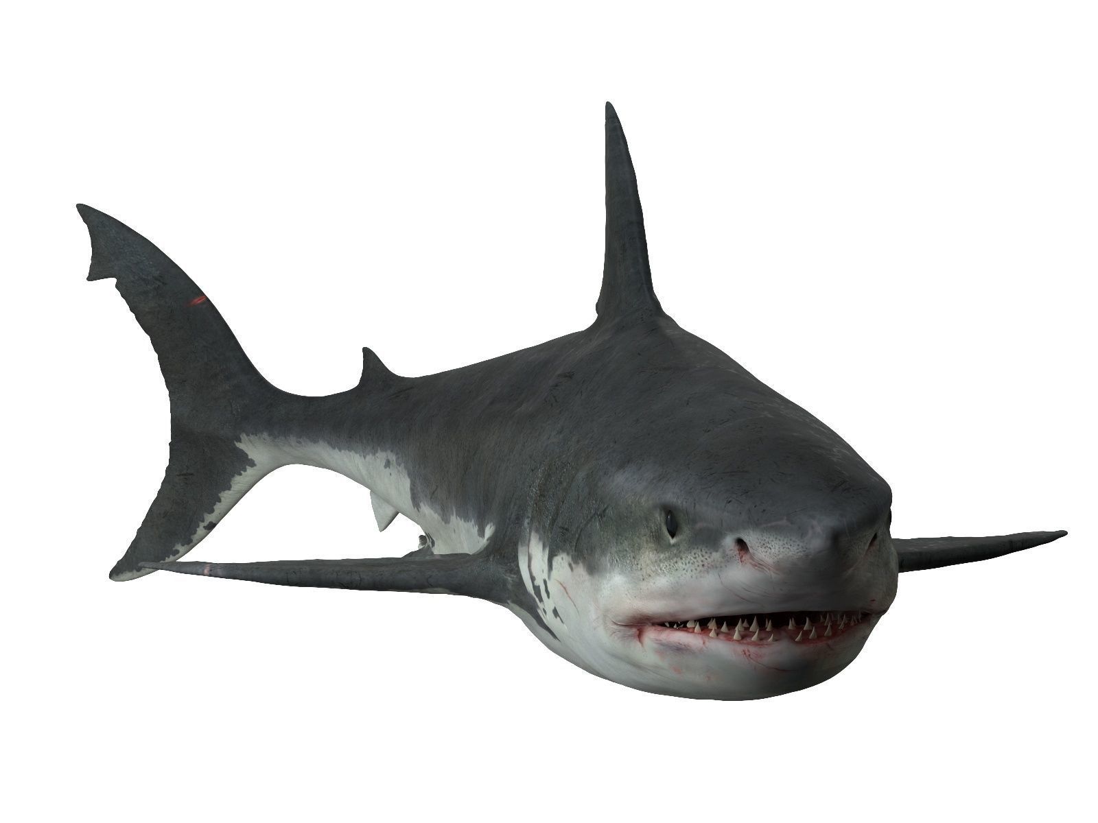  Great white shark 3D model_1