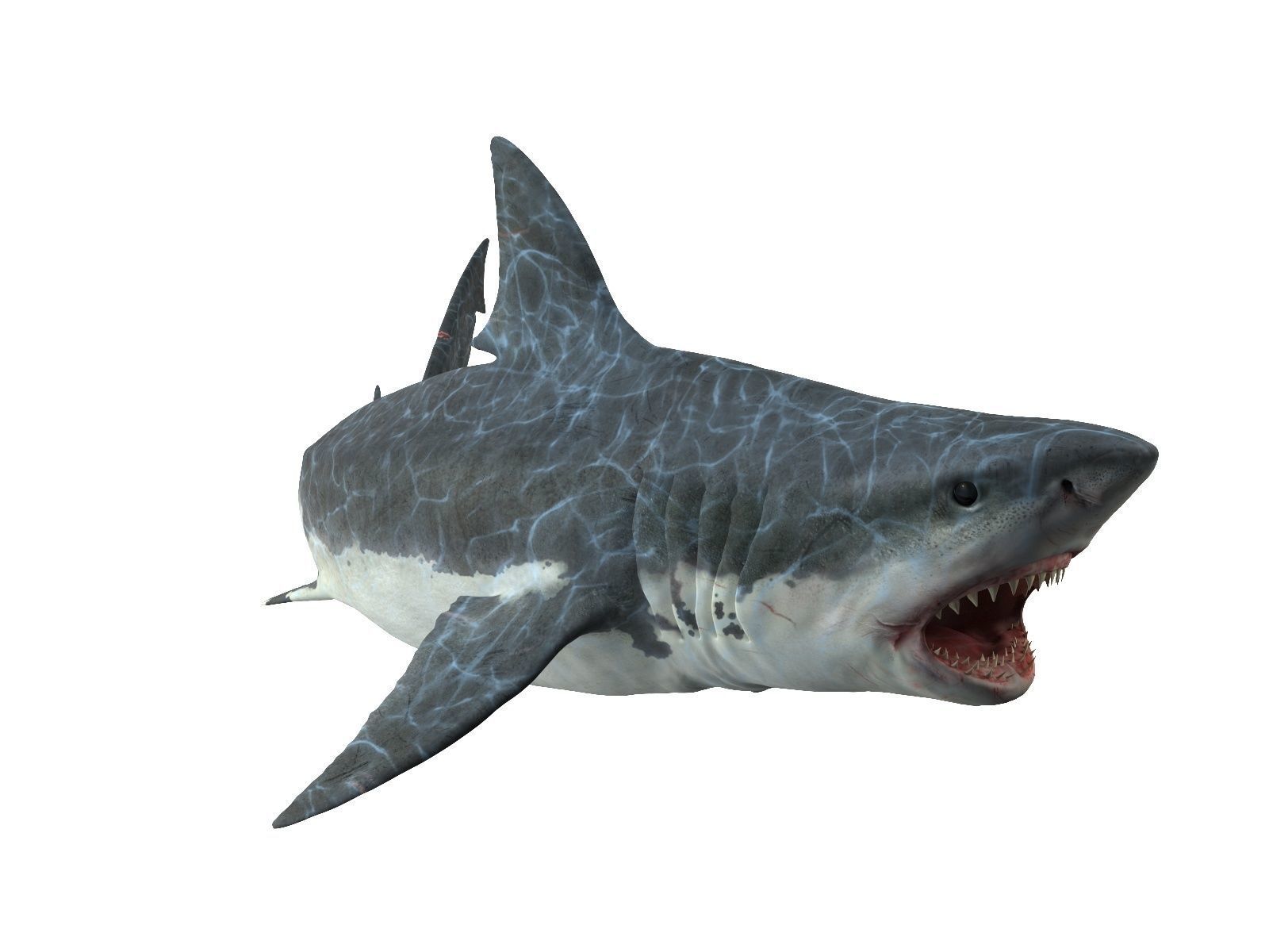  Great white shark 3D model_4