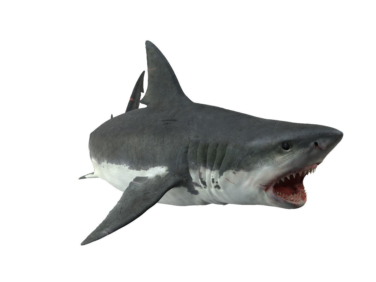  Great white shark 3D model_5
