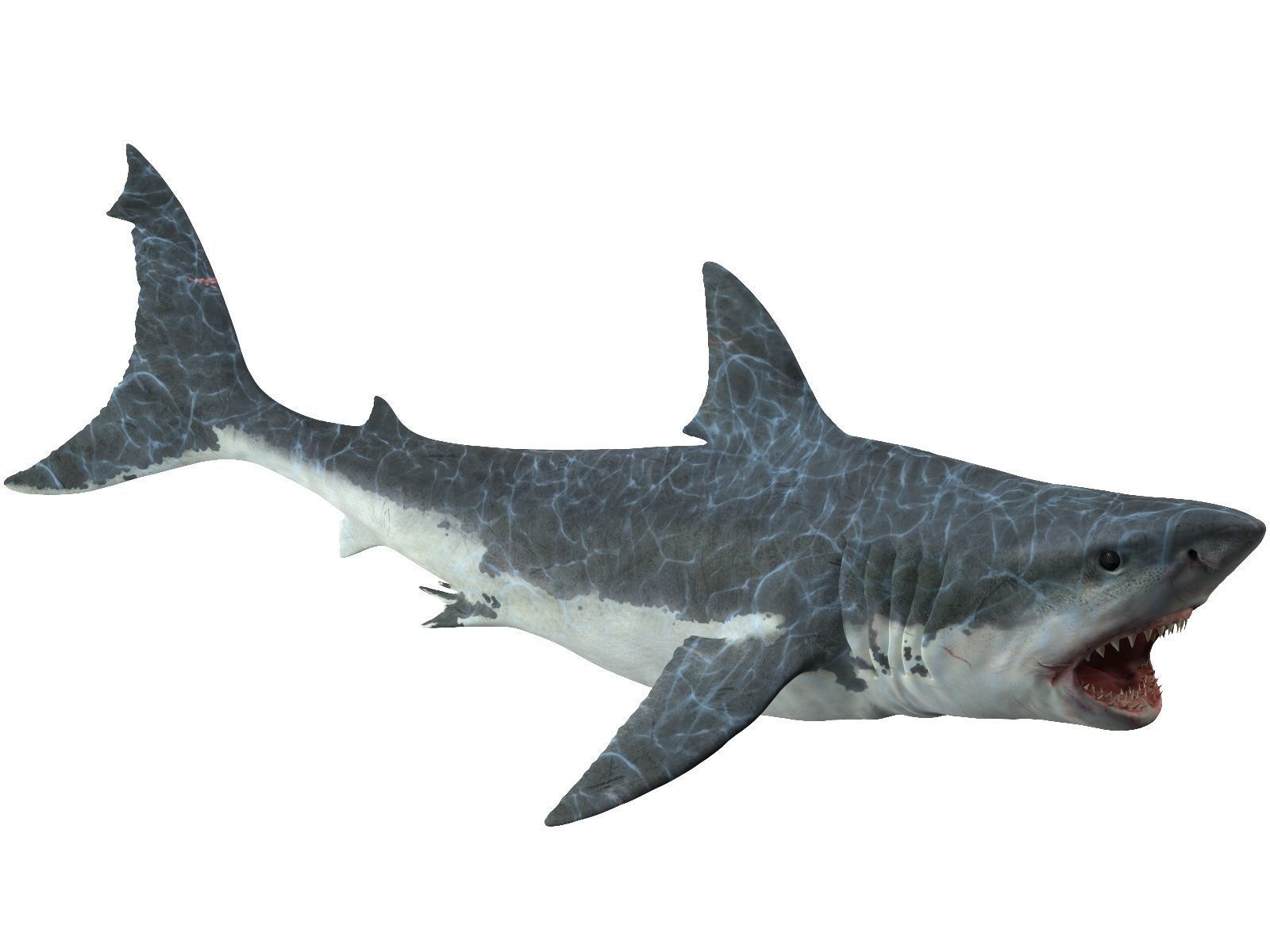  Great white shark 3D model_6