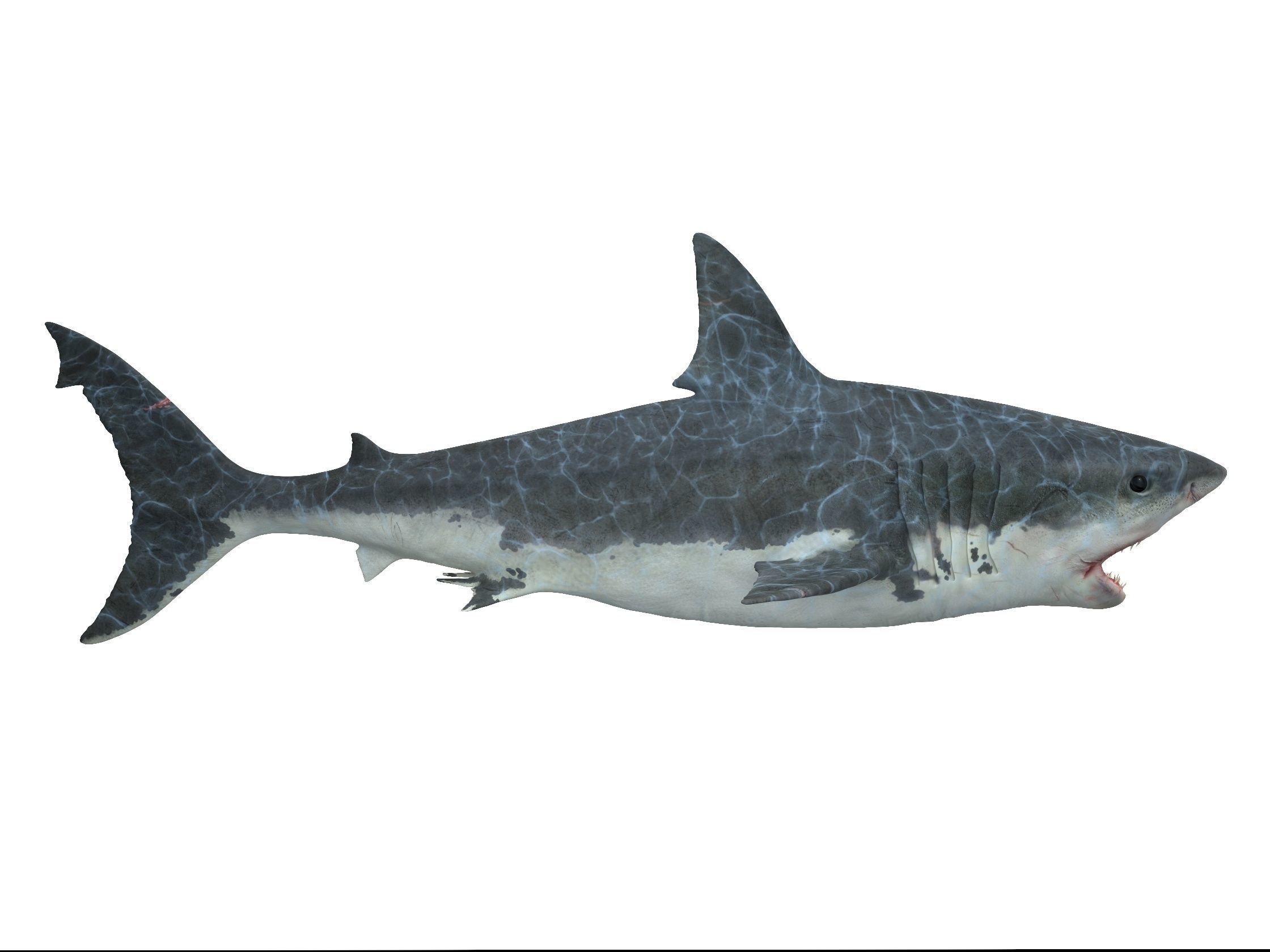  Great white shark 3D model_2