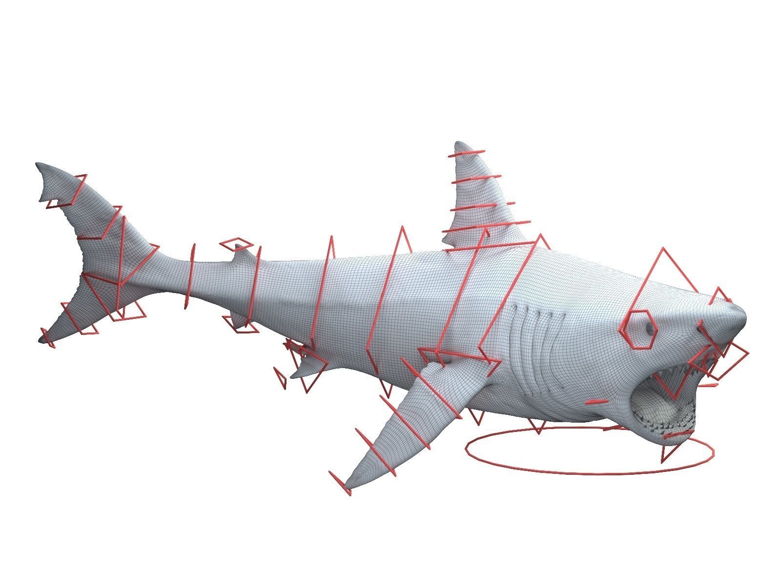  Great white shark 3D model_10