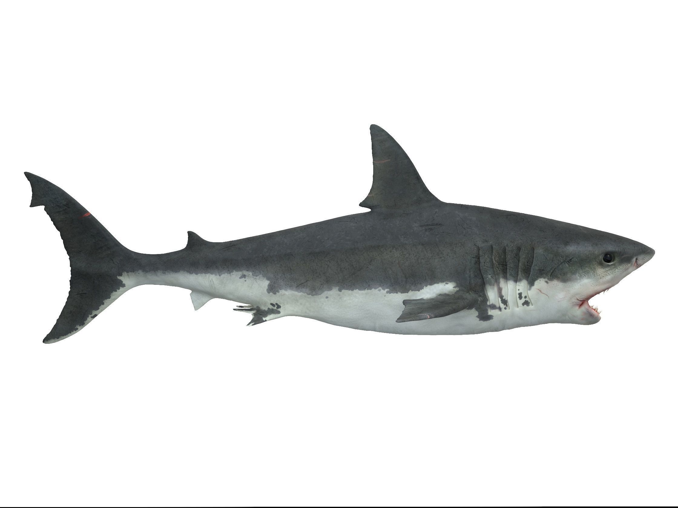  Great white shark 3D model_3
