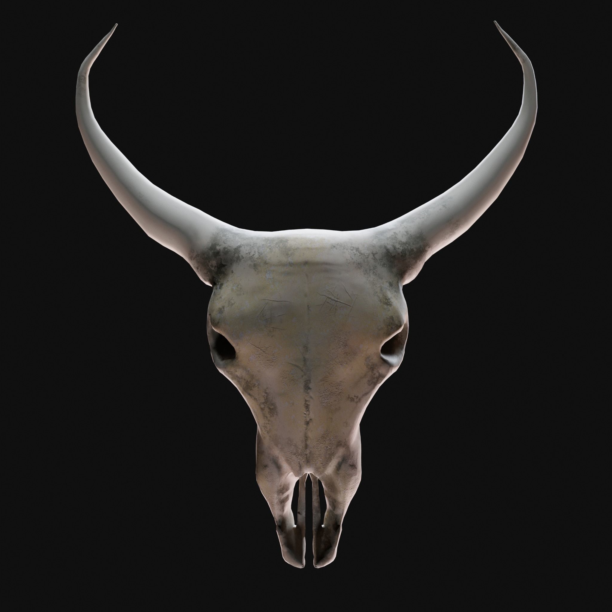 Cow Skull 3D model_1