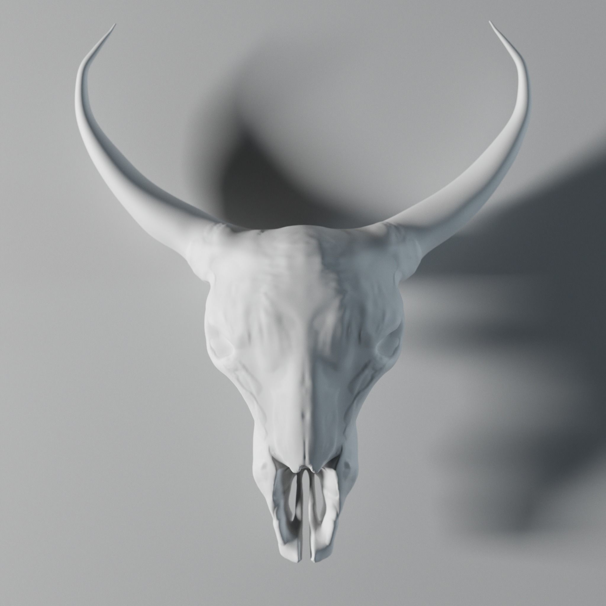 Cow Skull 3D model_2