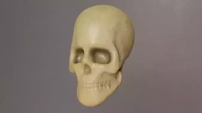 Human Skull 3D model