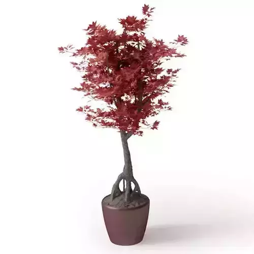 Japanese Maple Bonsai Tree
