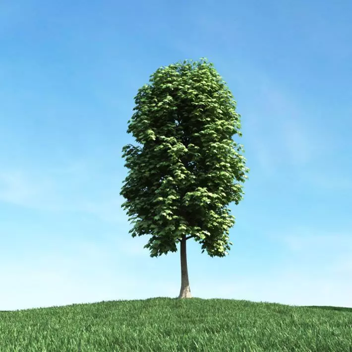 Green Leafed Tree 3D model_0