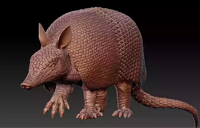 Armadillo Dasypus novemcinctus 3D print model
