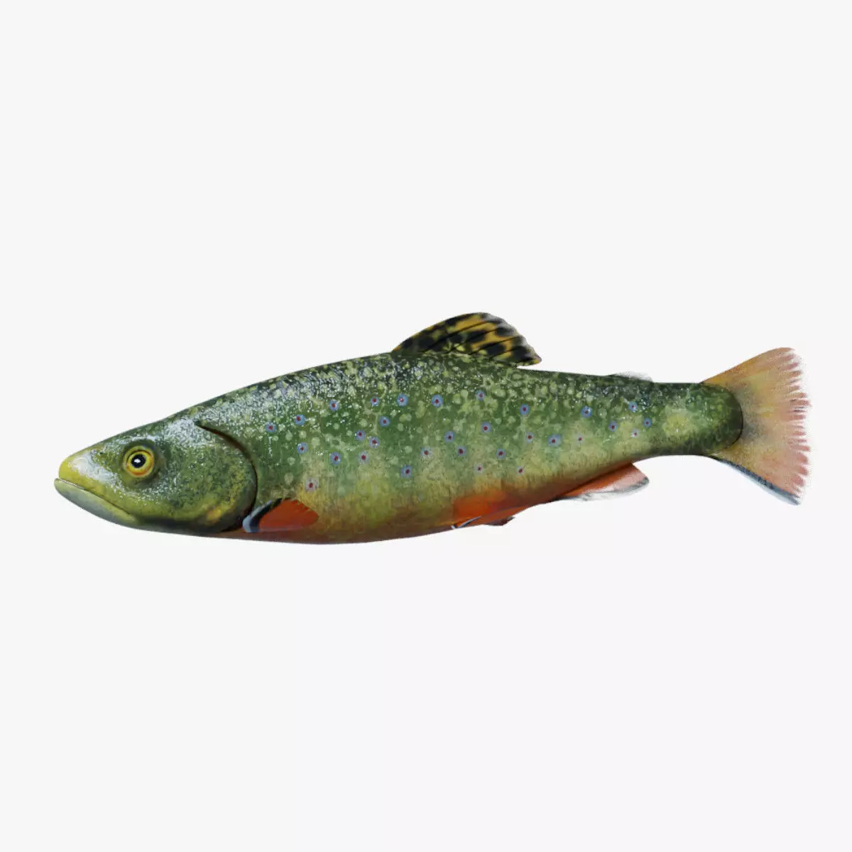 Animated Brook Trout Low-poly 3D model_0