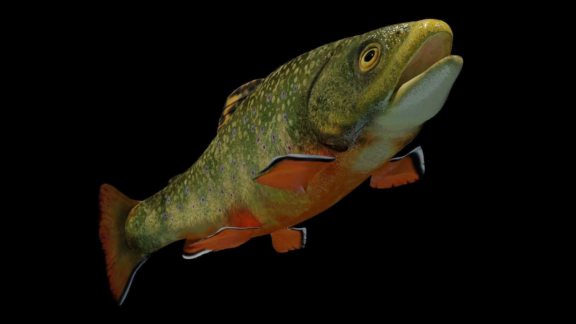 Animated Brook Trout Low-poly 3D model_11