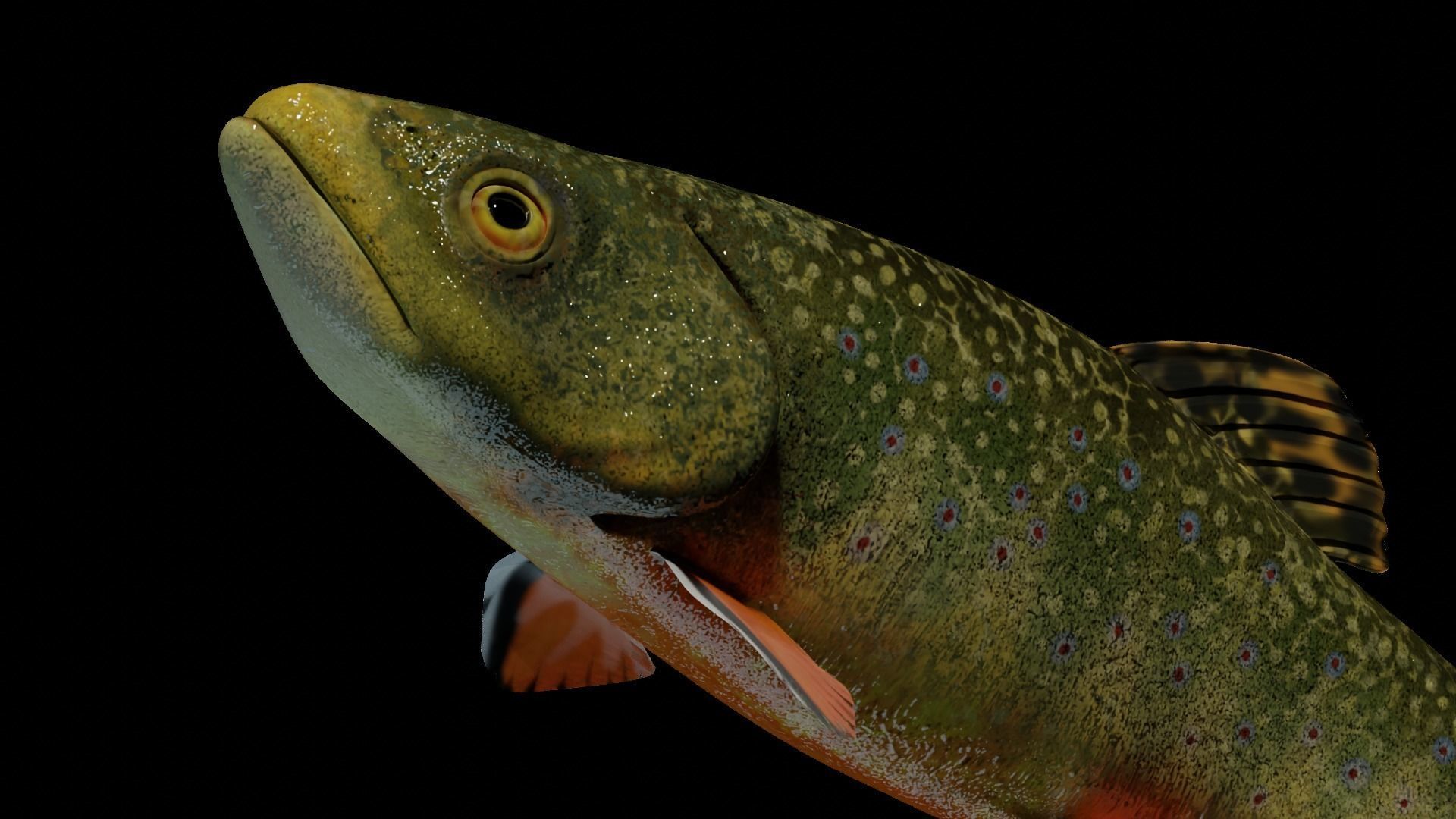Animated Brook Trout Low-poly 3D model_2