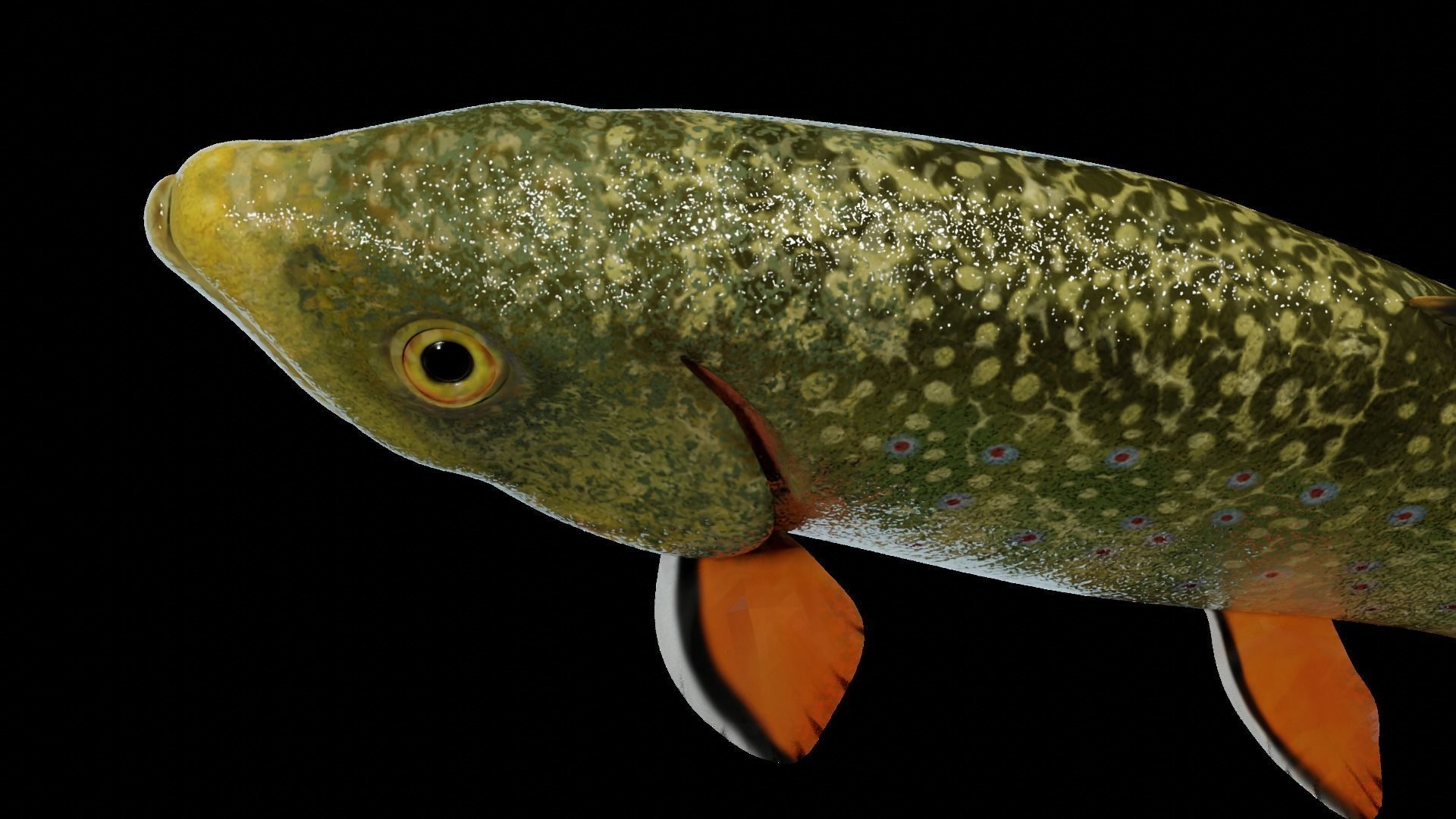 Animated Brook Trout Low-poly 3D model_15