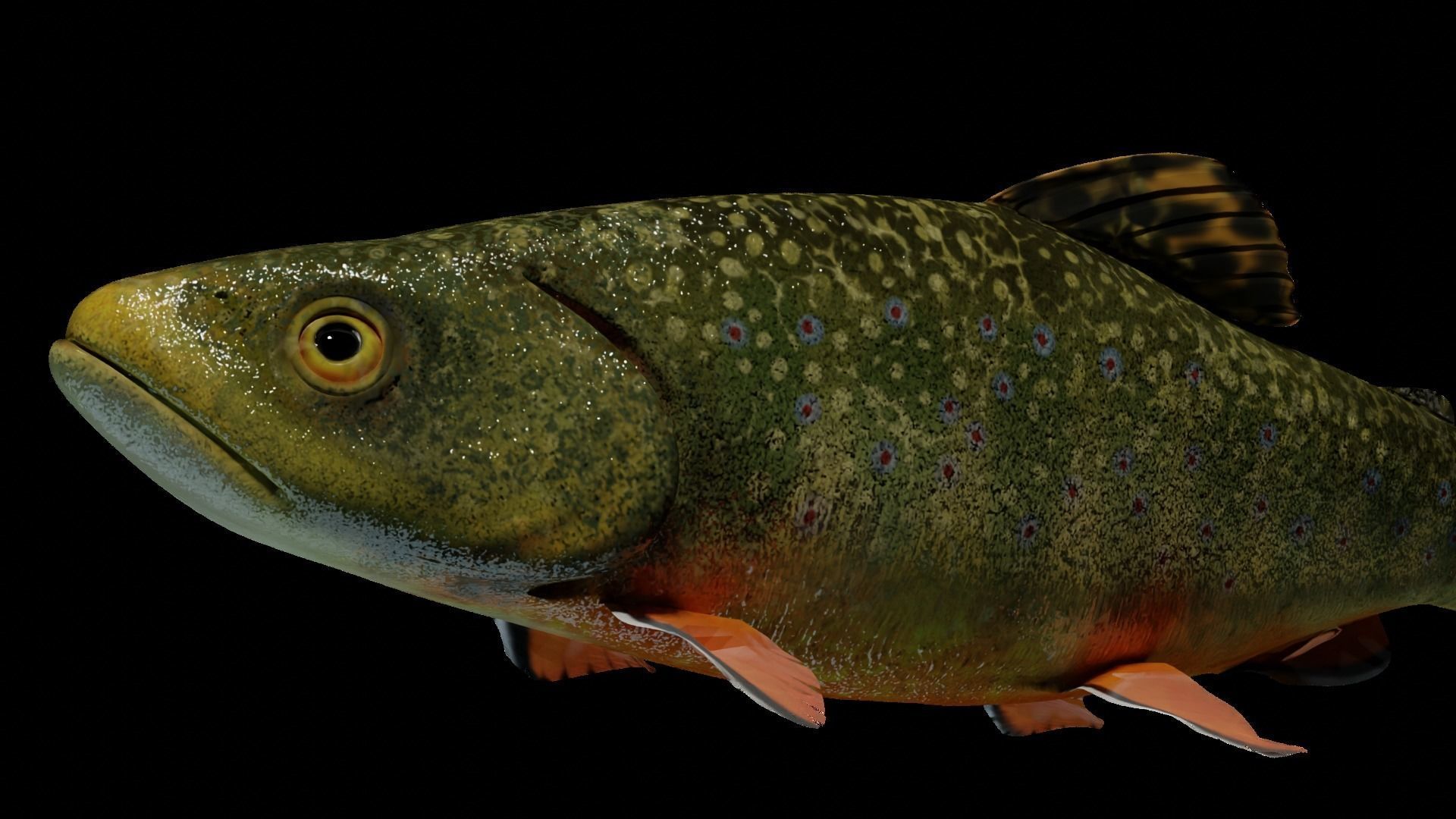 Animated Brook Trout Low-poly 3D model_6