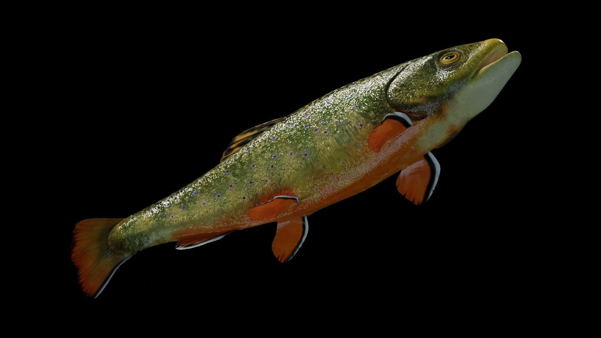 Animated Brook Trout Low-poly 3D model_8
