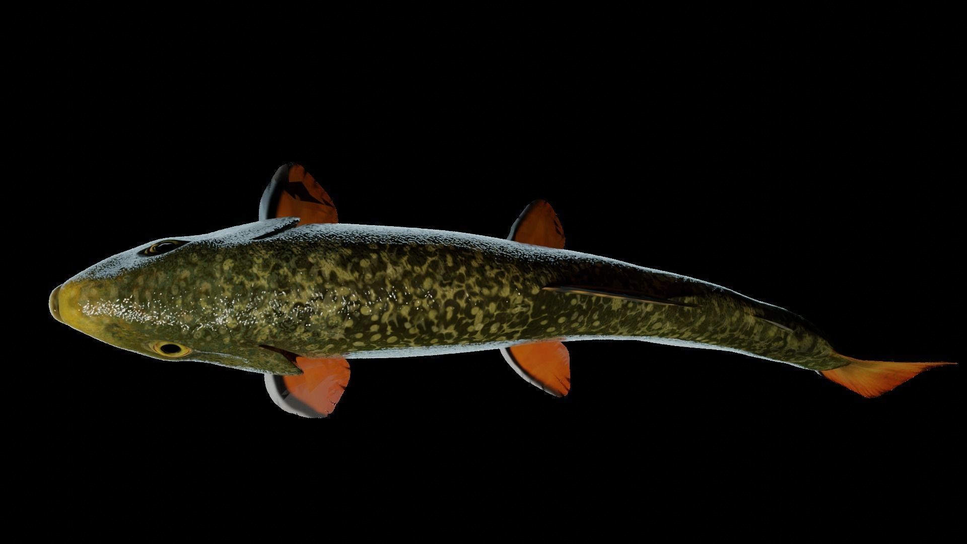 Animated Brook Trout Low-poly 3D model_4