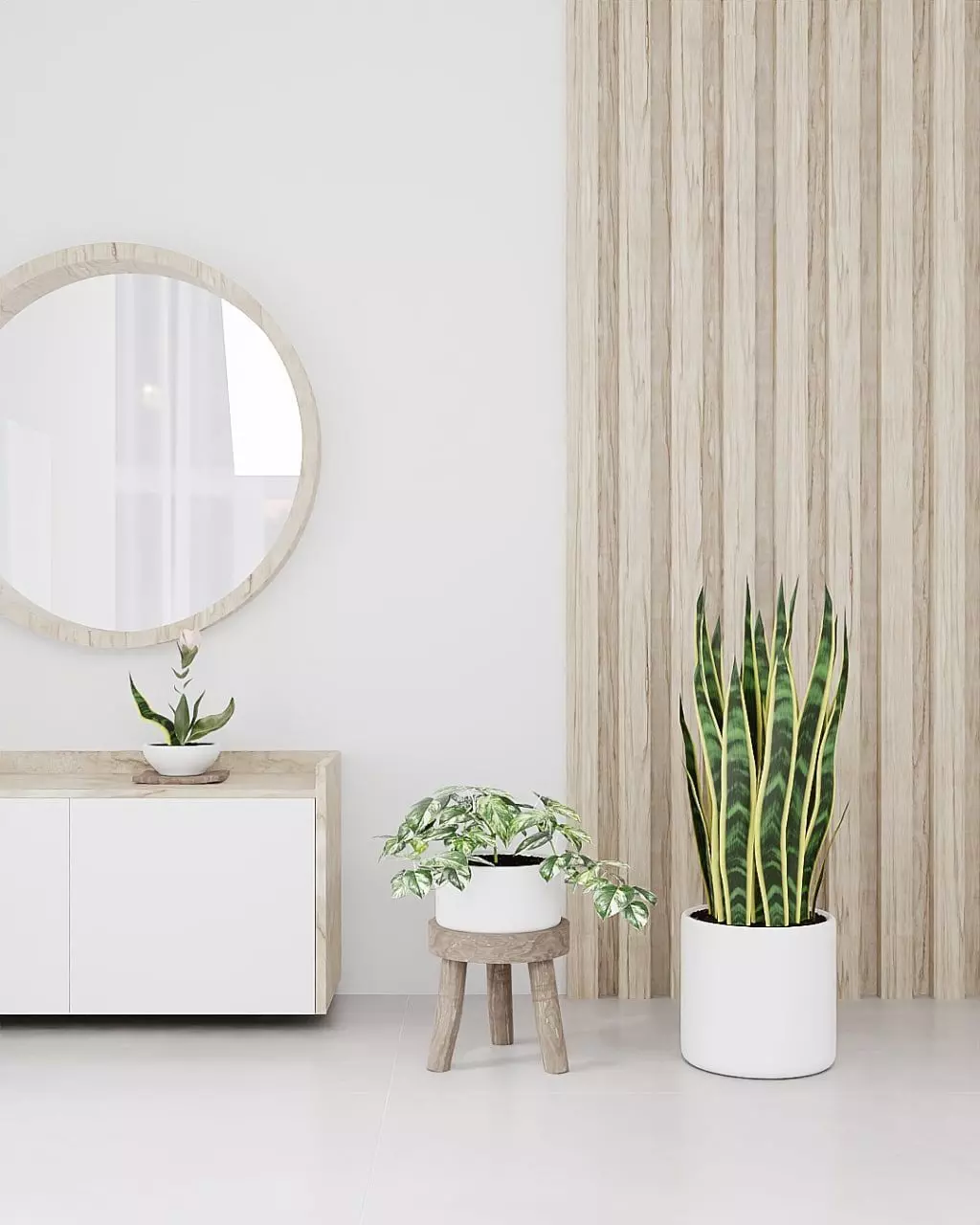 Plants snake plant in pot Free 3D model