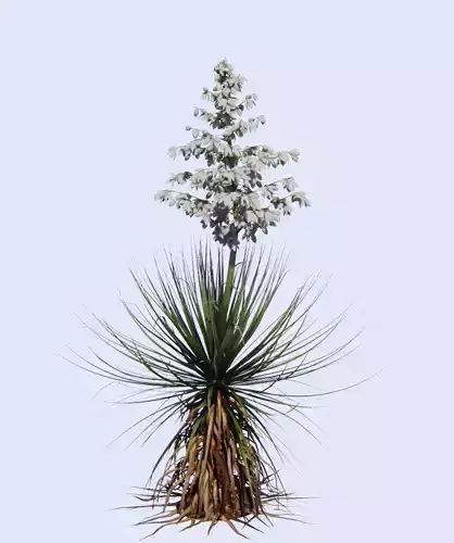 yucca thompsoniana