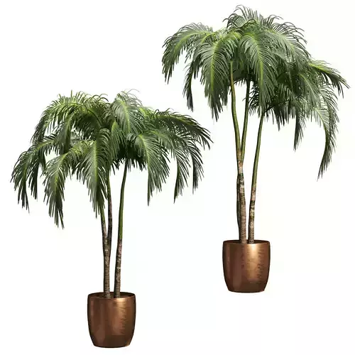 Palms in tubs - 6 models 3D model