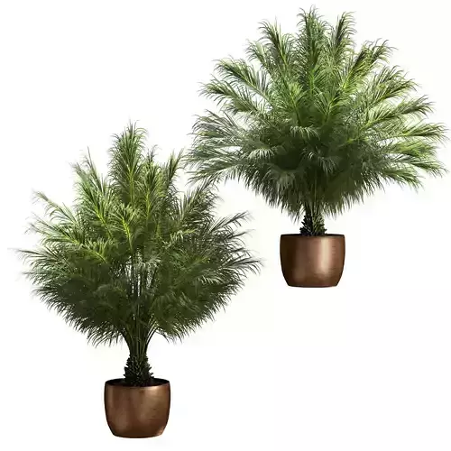 Spreading palm trees - 2 models 3D model