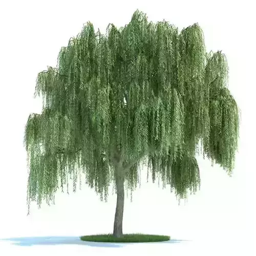 Green Weeping Tree