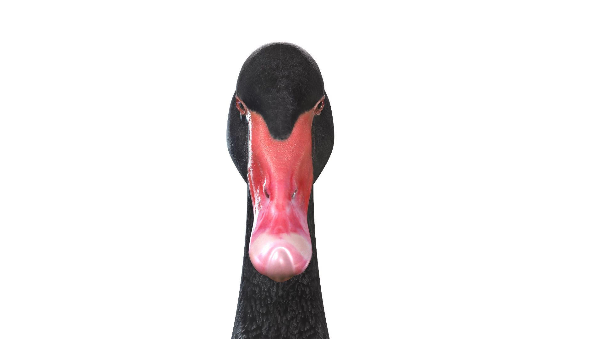 Black Swan 3D model_6