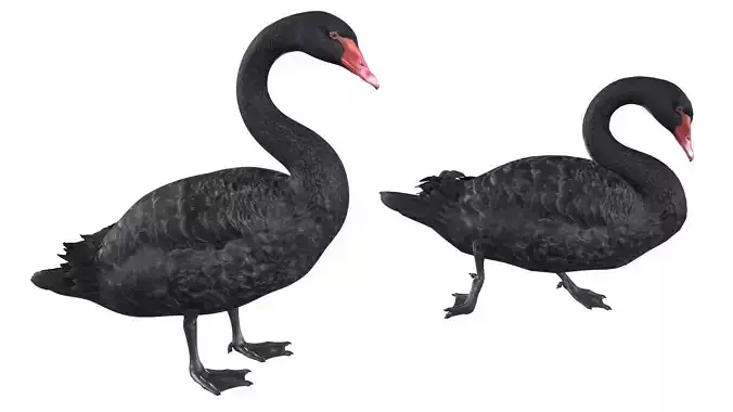 Black Swan 3D model