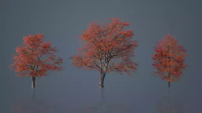 Red Maple Trees Low-poly 3D model